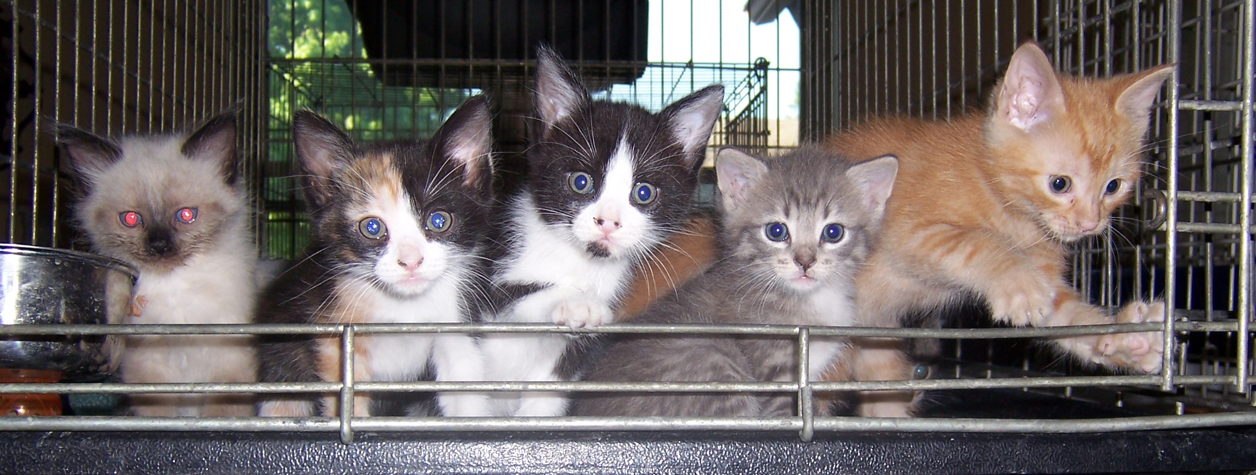 These 5 kittens, Latoya, Janet, Jackie, Sinclair and Micheal were all motherless and nursed by Scarlett, one of our great  "momma rescues" who was adopted on 1/1/2010 and whose new name is "Quees Victoria".